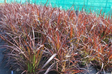 Pennisetum Rubrum