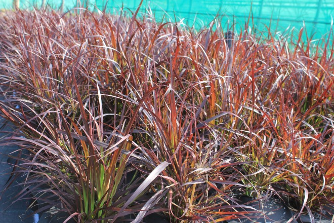 Pennisetum Rubrum