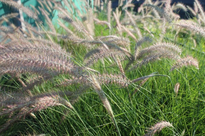 Pennisetum Alopecuroides Viridescens