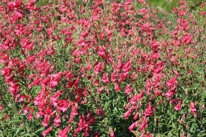 Penstemon Rouge