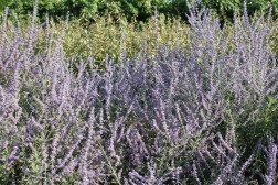 Perovskia Atriplicifolia retaillé