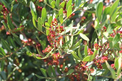 Phillyrea Angustifolia