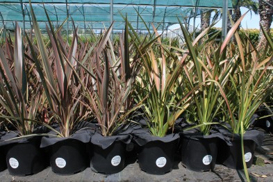 Phormium Rose et Vert