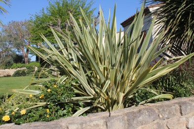 Phornium Tenax Variegatum
