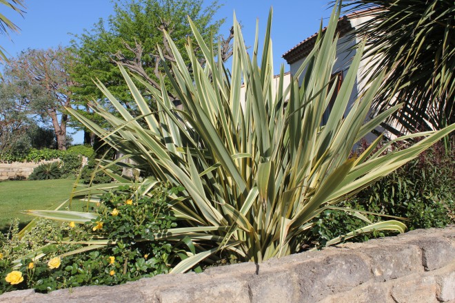 Phornium Tenax Variegatum
