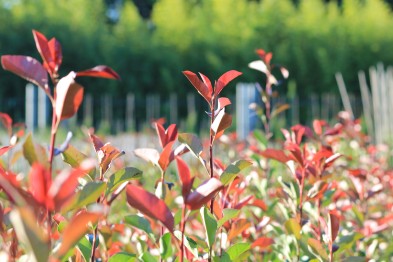 Photinia Red Robin