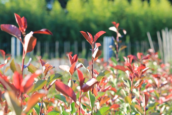 Photinia Red Robin