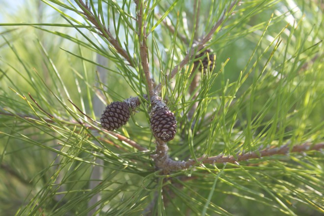 Pinus Halepensis