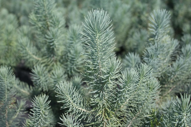 Pinus Pinea