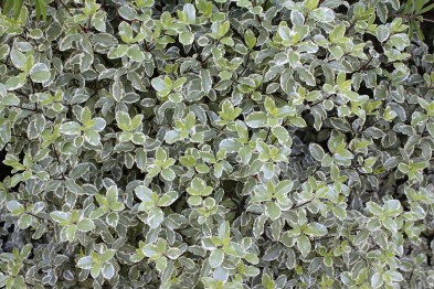 Pittosporum Tenuifolium Variegatum