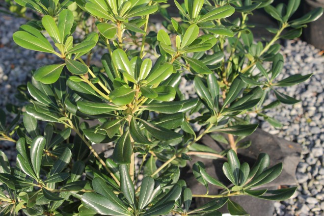Pittosporum Tobira
