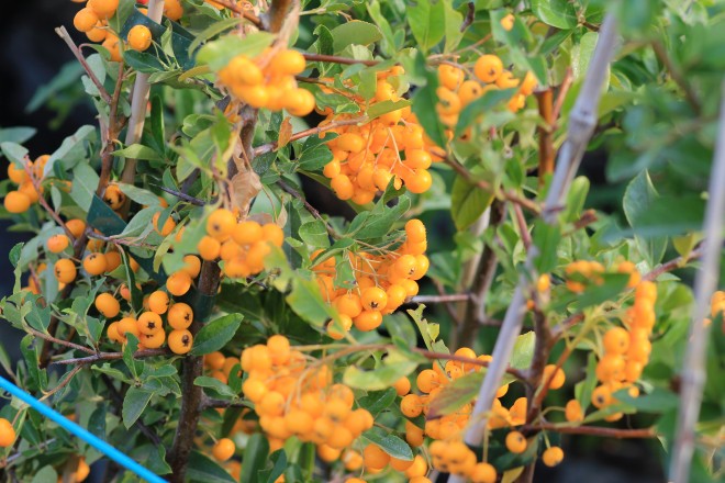 Pyracantha Soleil d'or