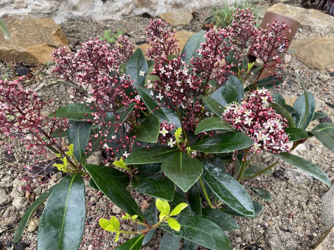 RAPHIOLEPSIS OVATA WHITE