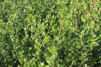 Rhamnus Alaternus