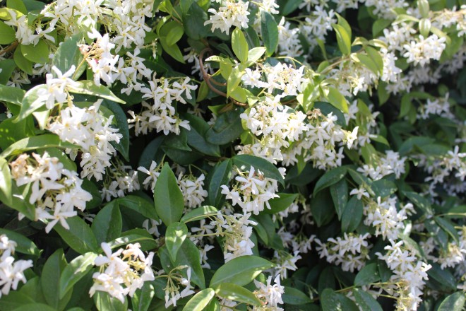 Rhyncospernum Jasmino&iuml;des