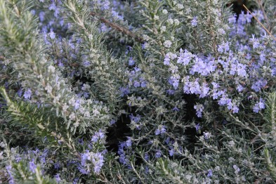 Rosmarinus Prostatus