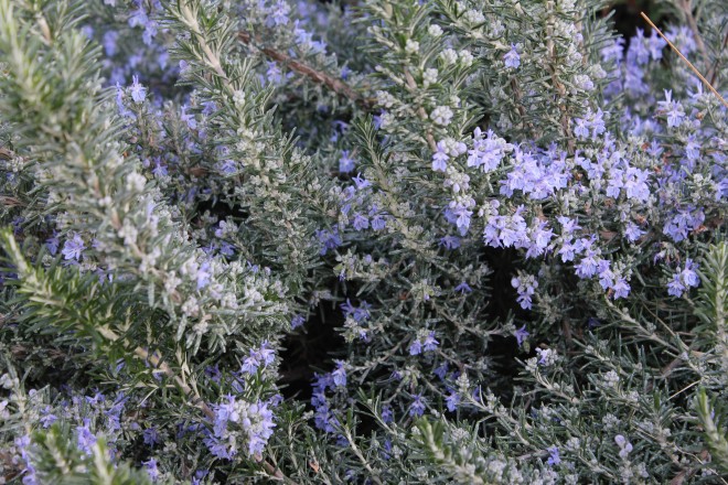 Rosmarinus Prostatus