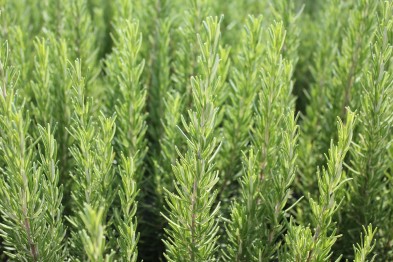 Rosmarinus Officinalis