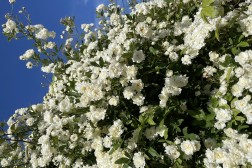 Rosa Banksia