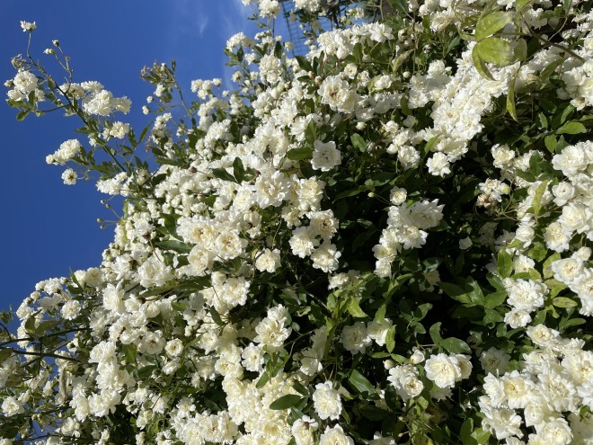 Rosa Banksia