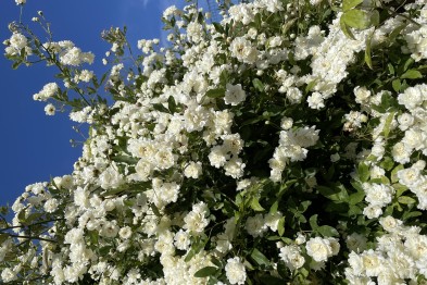 Rosa Banksia