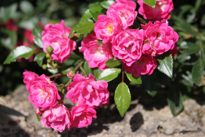 Rosa x Polyantha "THE FAIRY"