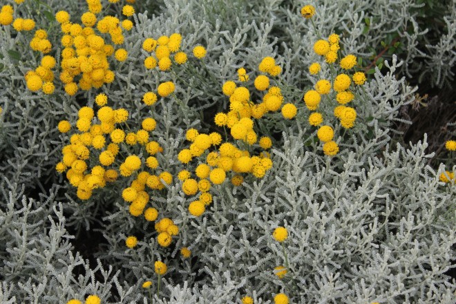 Santolina Chamaecyparis