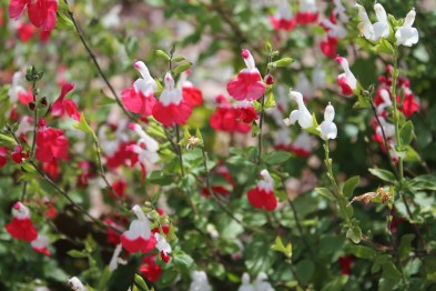Salvia Grahamii
