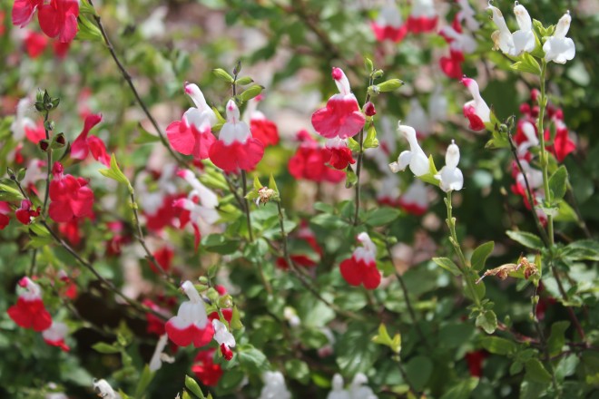 Salvia Grahamii