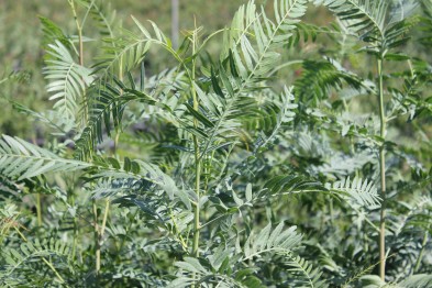Schinus Molle