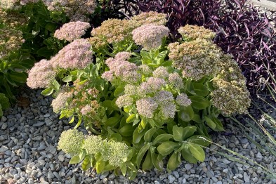 Sedum Spectabile