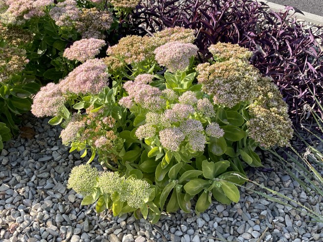Sedum Spectabile