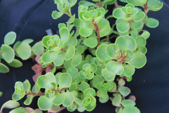 Sedum Spurium Cocineum
