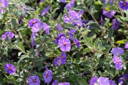 Solanum Rantonnettii