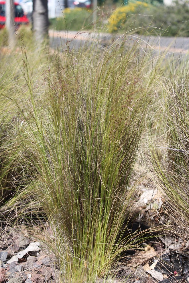 Stipa Tenuissima