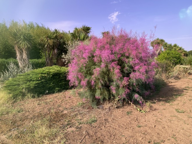 Tamarix Estivalis
