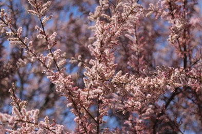 Tamarix Gallica