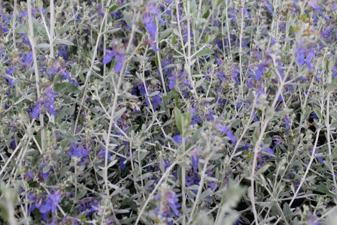 Teucrium Fructicans Azureum retaill&eacute;