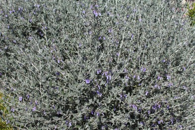 Teucrium Fructicans