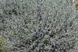 Teucrium Fructicans retaillé