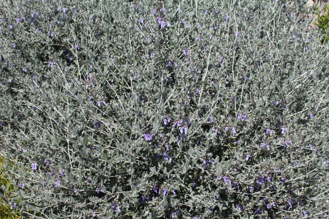 Teucrium Fructicans retaillé
