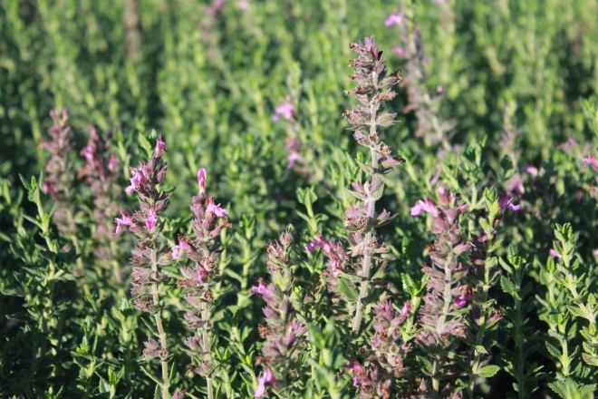 Teucrium Lucidrys
