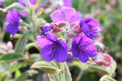 Tibouchina Semidecandra
