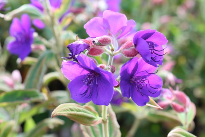 Tibouchina Semidecandra
