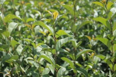 Ligustrum Japonicum