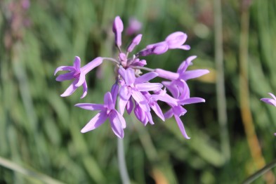 Tulbaghia Violacea retaill&eacute;e