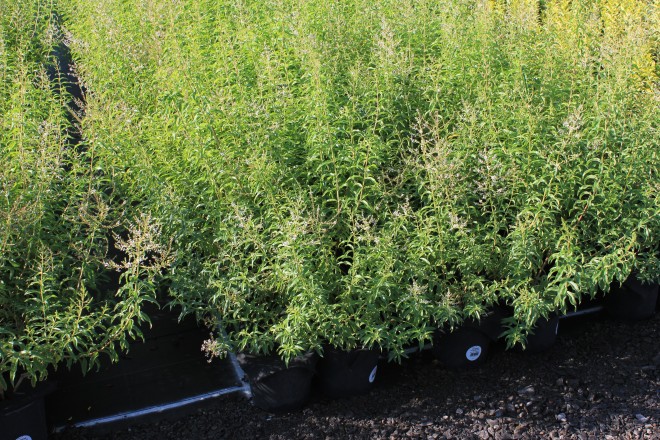 Aloisya Citrodora Verveine citronnelle