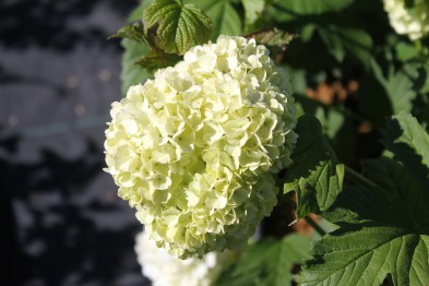 Viburnum opulus roseum