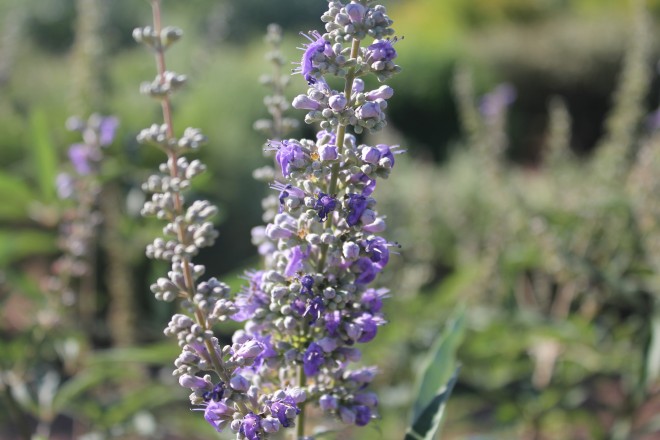 Vitex Agnus Castus Latifolia