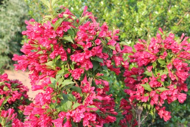 Wegelia &quot;Bristol Ruby&quot;